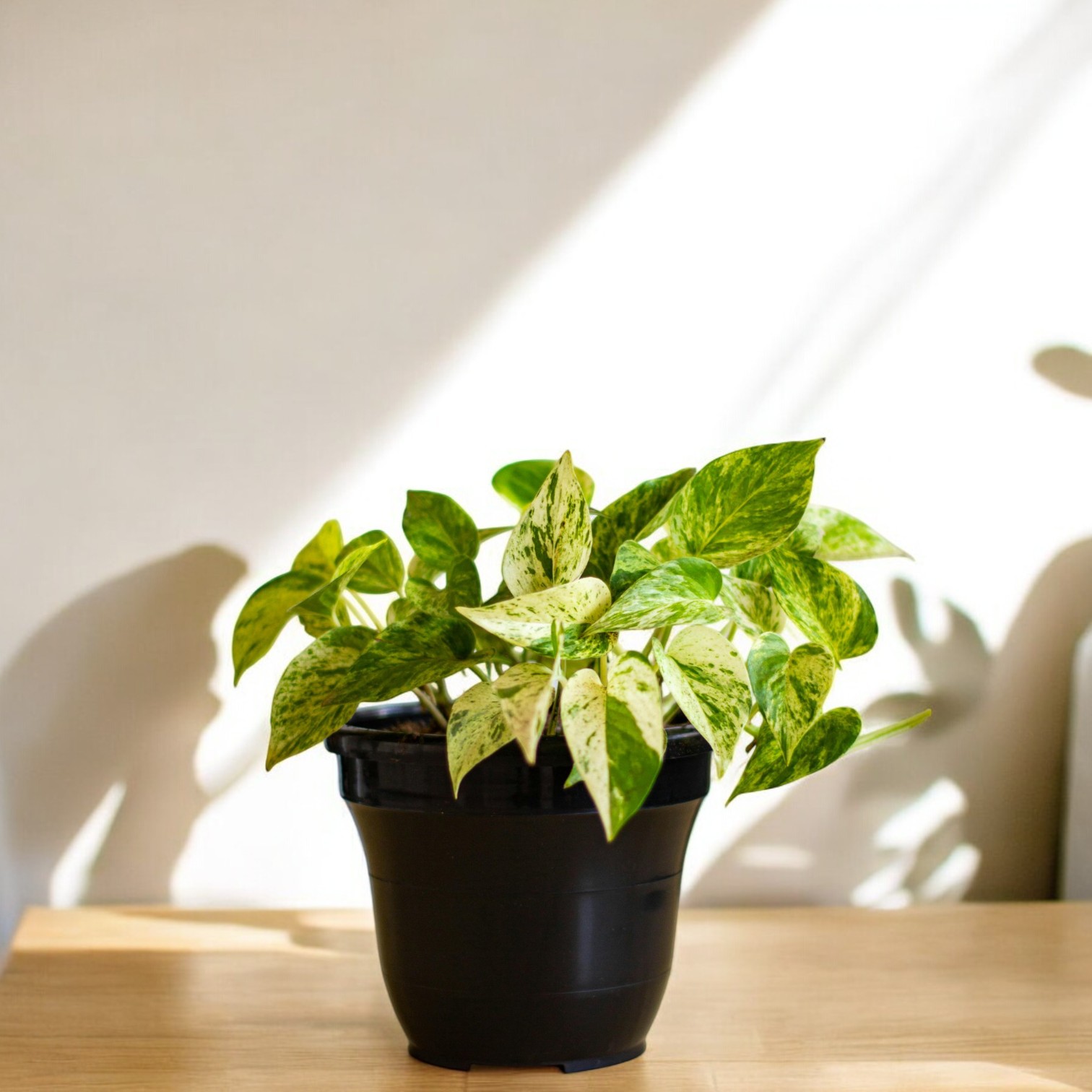 Money Plant (Epipremnum aureum) Live Plant for Indoor Home and Office Decor